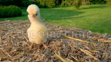 可爱的黄色小鸡，波兰小鸡宝宝，在金色的夏日阳光下坐在外面的干草堆上